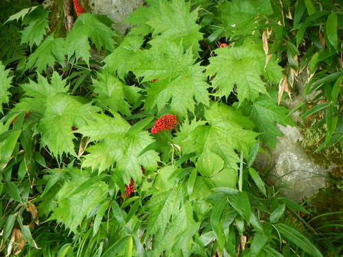 Image of Oplopanax japonicus by (c) Junichi　Mandai, some rights reserved (CC BY)
