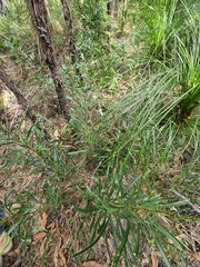 Macrozamia fawcettii