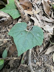 Trichosanthes subvelutina