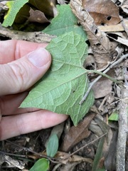 Trichosanthes subvelutina