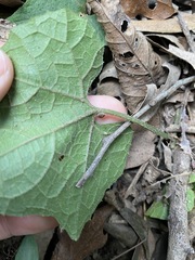 Trichosanthes subvelutina