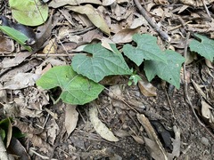 Trichosanthes subvelutina