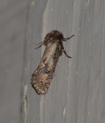 Acrolophus popeanella