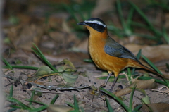 Cossypha heuglini heuglini