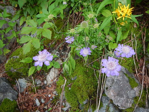 Lomelosia japonica, photograph 1