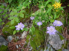 Scabiosa japonica