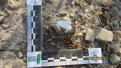 Dipodomys phillipsii oaxacae