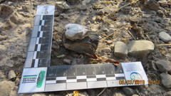 Dipodomys phillipsii oaxacae
