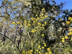 Acacia juncifolia