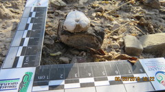 Dipodomys phillipsii oaxacae