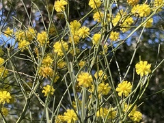 Acacia juncifolia