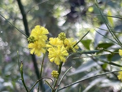 Acacia juncifolia