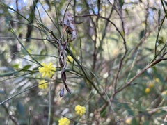 Acacia juncifolia