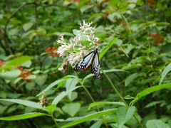 Eupatorium glehnii
