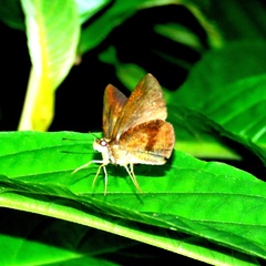 Synapte salenus