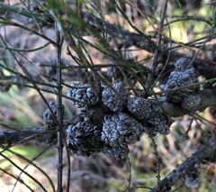 Allocasuarina pusilla