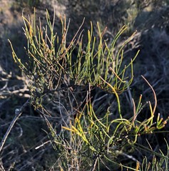 Allocasuarina pusilla