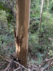 Eucalyptus propinqua