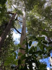Eucalyptus propinqua