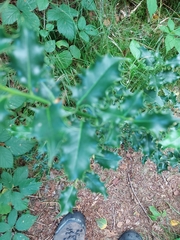 Ilex aquifolium
