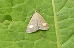 Udea alpinalis