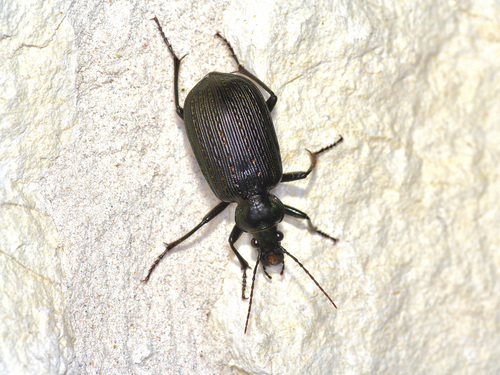 Black Caterpillar Hunter photo 6