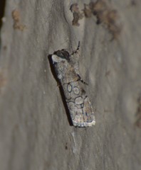 Sympistis sectiloides