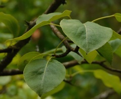 Pyrus cordata