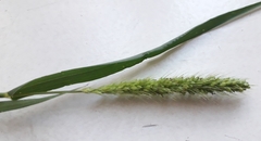 Setaria viridis