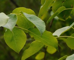 Pyrus cordata