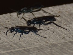 Chalybion zimmermanni