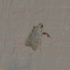 Parachma ochracealis
