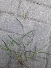 Setaria viridis