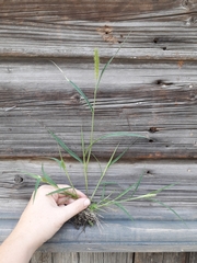 Setaria viridis