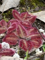 Drosera squamosa