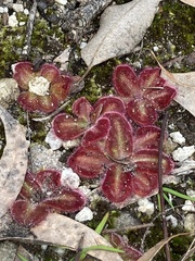 Drosera squamosa