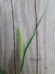 Setaria viridis