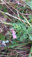 Teucrium chamaedrys nuchense