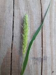 Setaria viridis