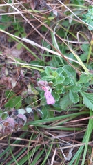 Teucrium chamaedrys nuchense
