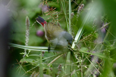 Coccopygia quartinia