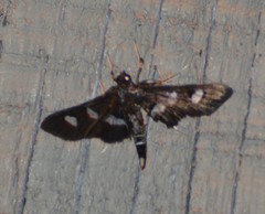 Desmia funeralis