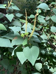 Homalanthus stillingiifolius