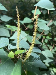 Homalanthus stillingiifolius