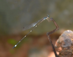 Protosticta sanguinostigma