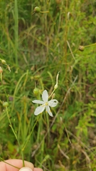 Anthericum ramosum