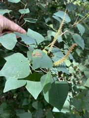 Homalanthus stillingiifolius