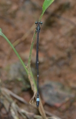Protosticta sanguinostigma