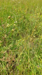 Anthericum ramosum
