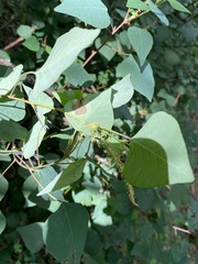 Homalanthus stillingiifolius